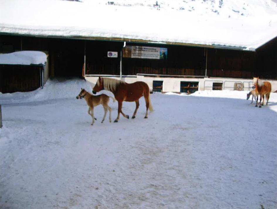 Merryshof Sankt Ulrich am Pillersee Luaran gambar